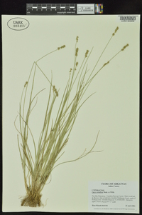 Carex retroflexa image