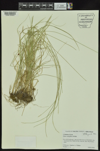 Carex retroflexa image