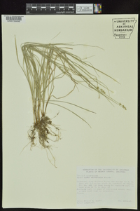 Carex retroflexa image