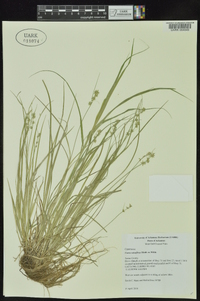 Carex retroflexa image