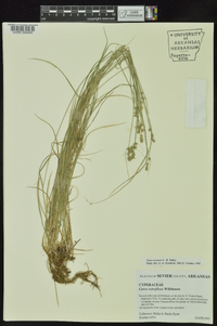 Carex retroflexa image