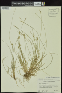 Carex retroflexa image