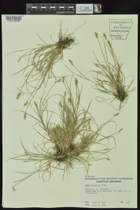 Carex retroflexa image