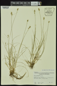 Carex retroflexa image