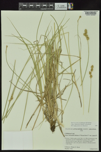 Carex shinnersii image