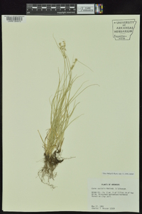 Carex socialis image