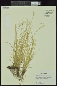 Carex socialis image