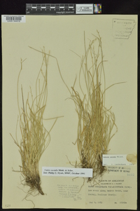 Carex socialis image