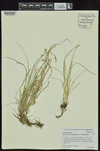 Carex socialis image