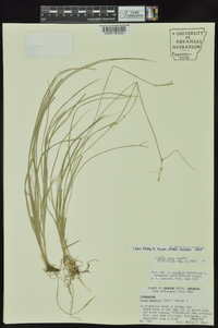 Carex socialis image