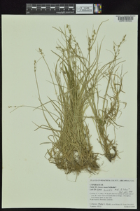 Carex socialis image