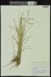 Carex socialis image