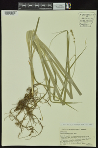 Carex sparganioides image