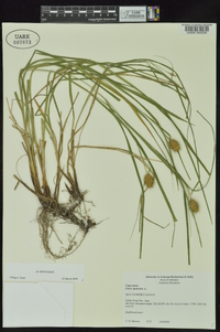 Carex squarrosa image