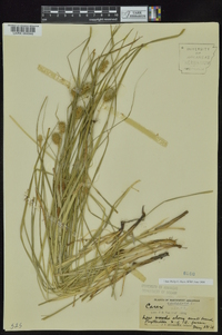 Carex squarrosa image