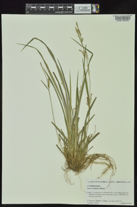 Carex striatula image