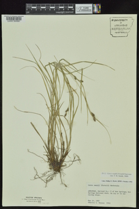 Carex swanii image