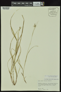 Carex swanii image