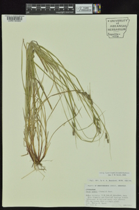 Carex swanii image