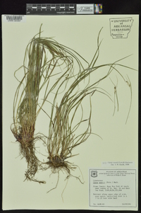 Carex swanii image