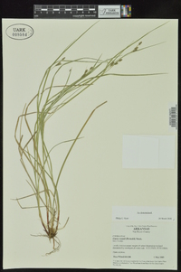 Carex swanii image