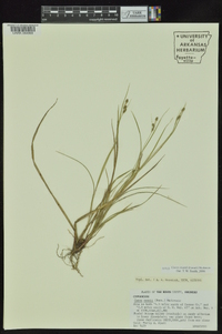 Carex swanii image