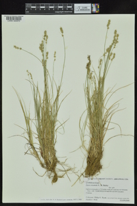 Carex texensis image