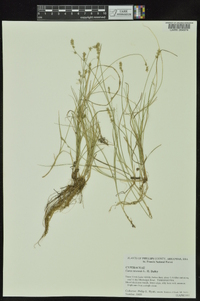 Carex texensis image