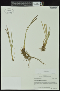 Carex torta image