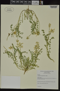 Astragalus soxmaniorum image