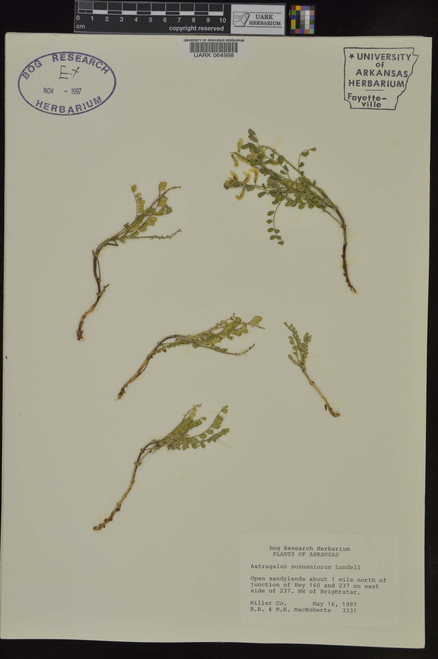 Astragalus soxmaniorum image