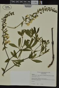 Baptisia bracteata var. leucophaea image