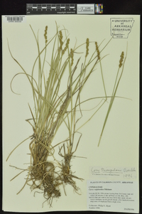 Carex triangularis image