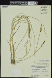 Carex triangularis image