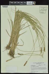 Carex triangularis image