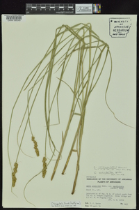 Carex triangularis image
