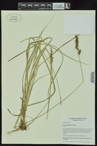 Carex triangularis image