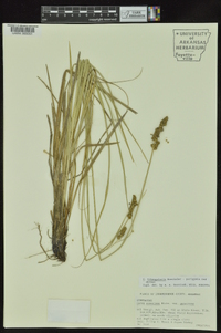 Carex triangularis image