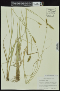 Carex triangularis image