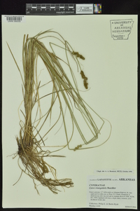 Carex triangularis image