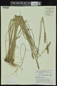 Carex triangularis image