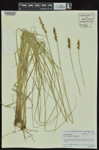 Carex triangularis image