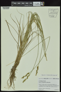 Carex triangularis image