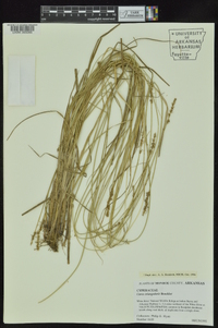 Carex triangularis image