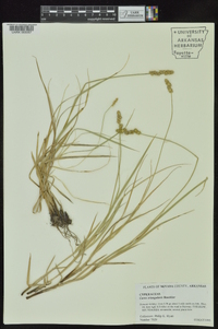Carex triangularis image