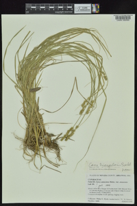Carex triangularis image