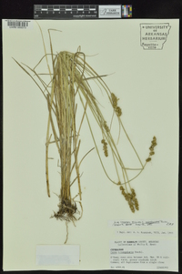 Carex triangularis image