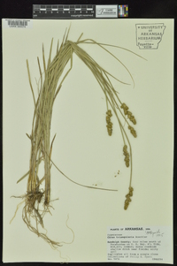 Carex triangularis image