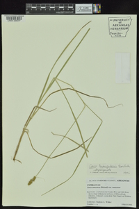 Carex triangularis image
