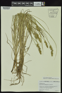 Carex triangularis image